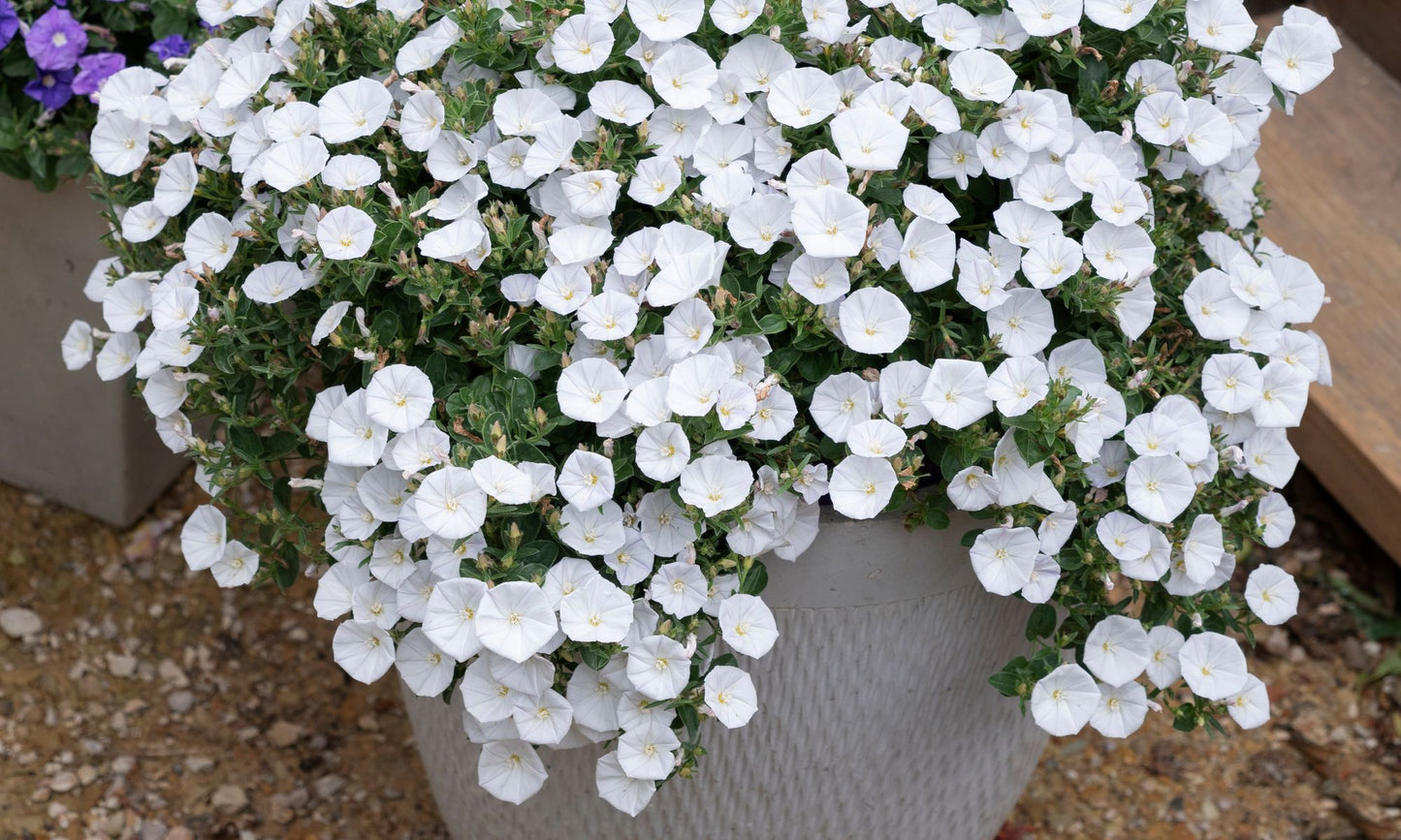 Convolvulus MOON Series® ‘Little Arctic Moon’
