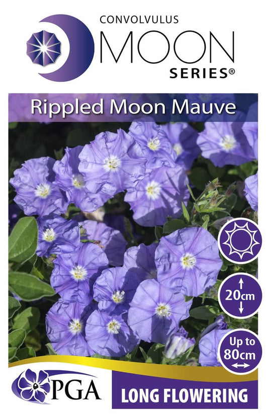 Convolvulus MOON Series® ‘Mauve Rippled Moon’