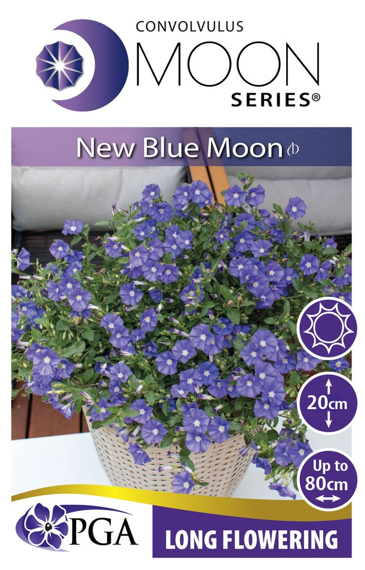 Convolvulus MOON Series® ‘New Blue Moon’