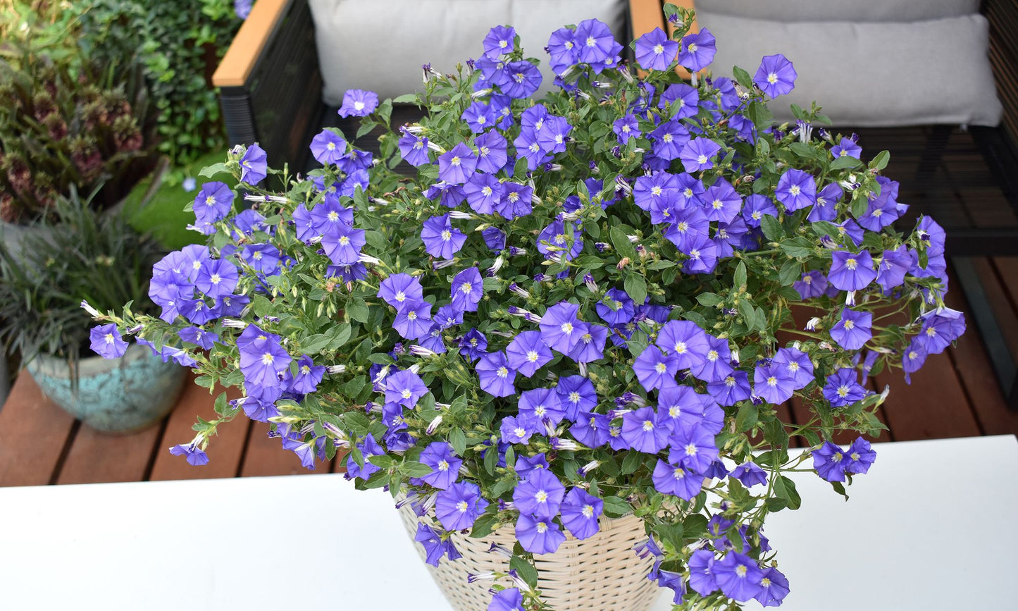 Convolvulus MOON Series® ‘New Blue Moon’