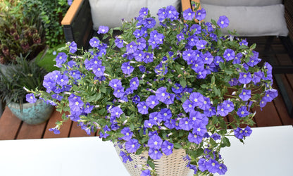 Convolvulus MOON Series® ‘New Blue Moon’