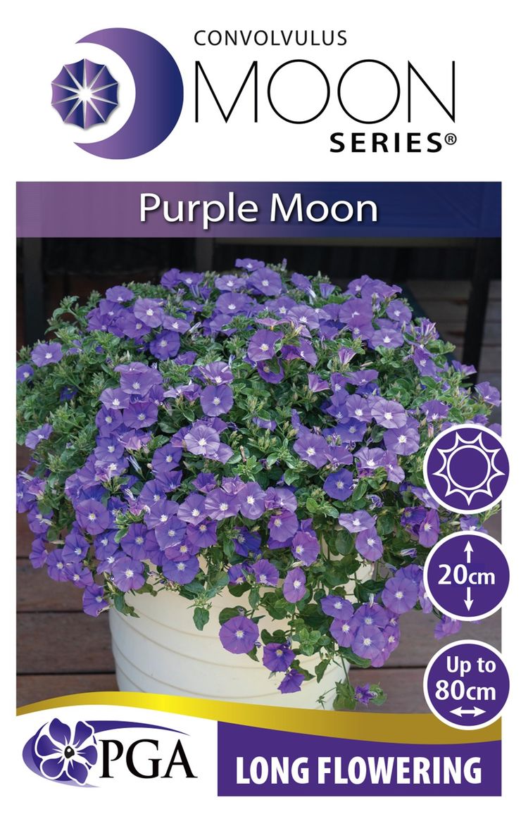 Convolvulus MOON Series® ‘Purple Moon’