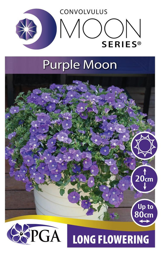 Convolvulus MOON Series® ‘Purple Moon’