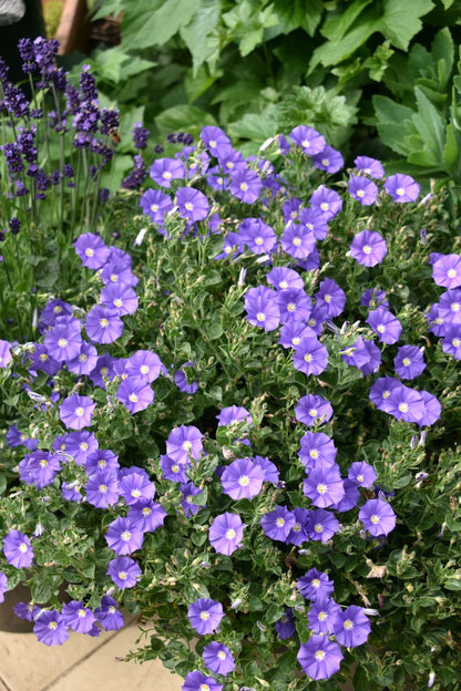 Convolvulus MOON Series® ‘Purple Rippled Moon’