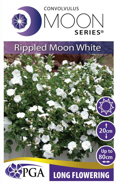 Convolvulus MOON Series® ‘Rippled Moon White’