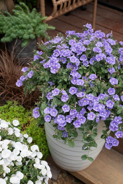 Convolvulus MOON Series® ‘Ruffled Moon’