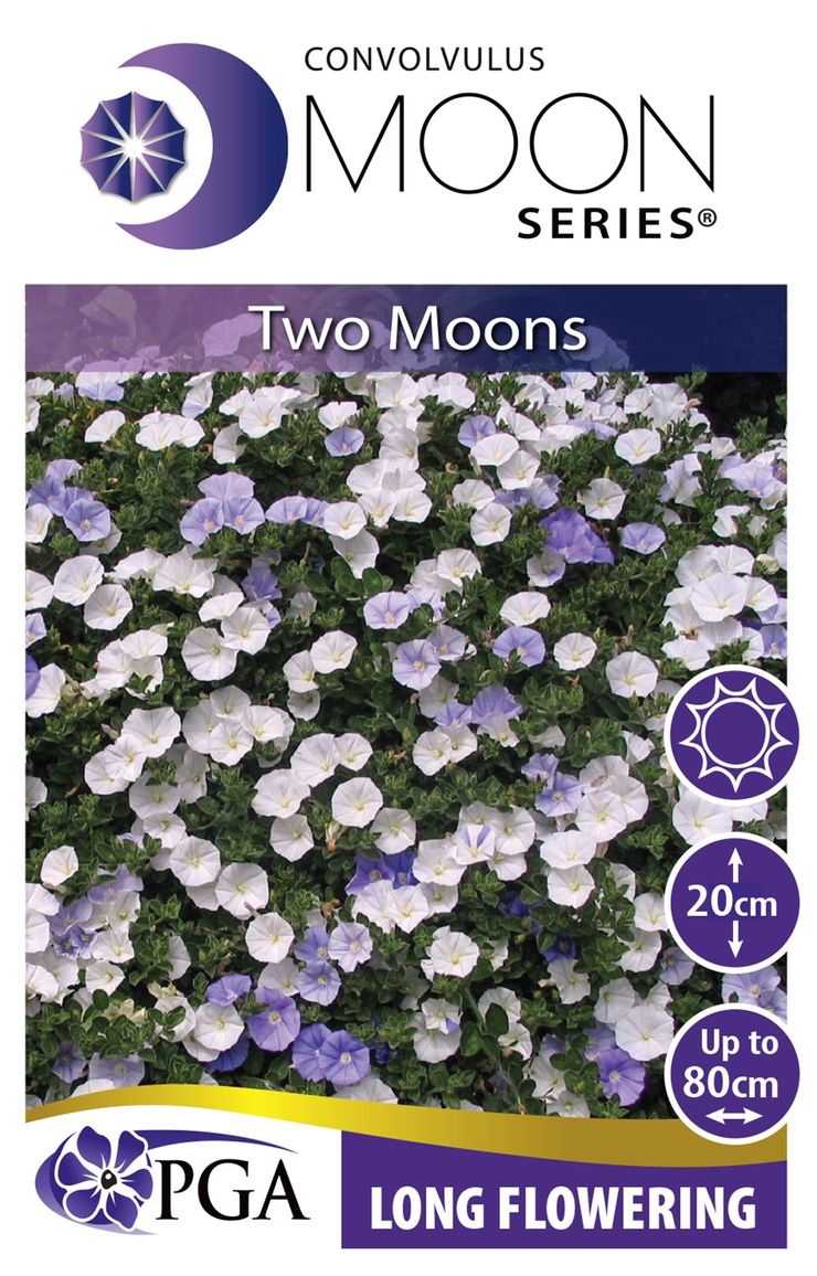 Convolvulus MOON Series® ‘Two Moons’