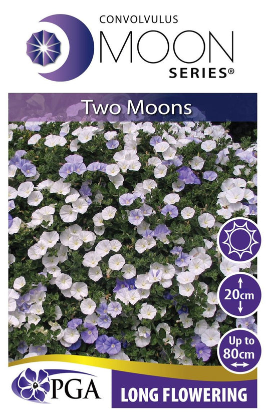Convolvulus MOON Series® ‘Two Moons’