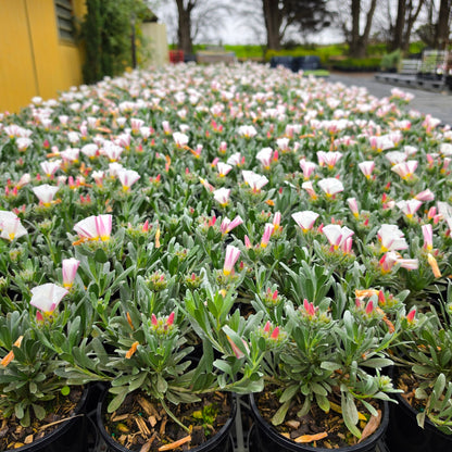 Convolvulus cneorum