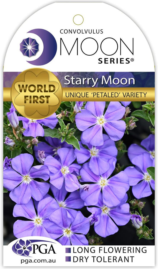 Convolvulus ‘Starry Moon’