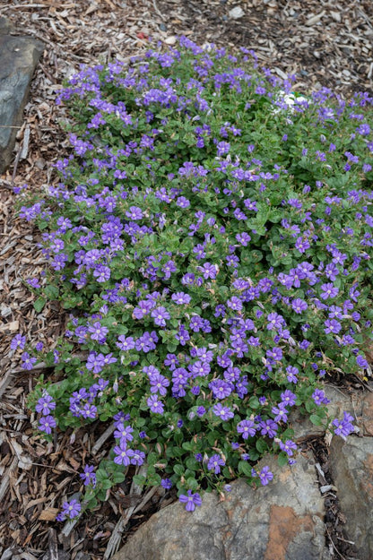 Convolvulus ‘Starry Moon’