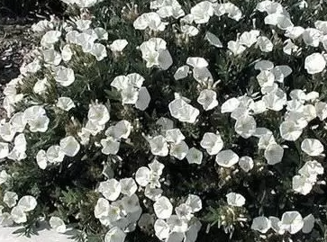 Convolvulus cneorum