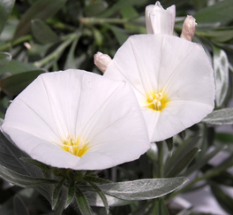 Convolvulus sabatius Prime White