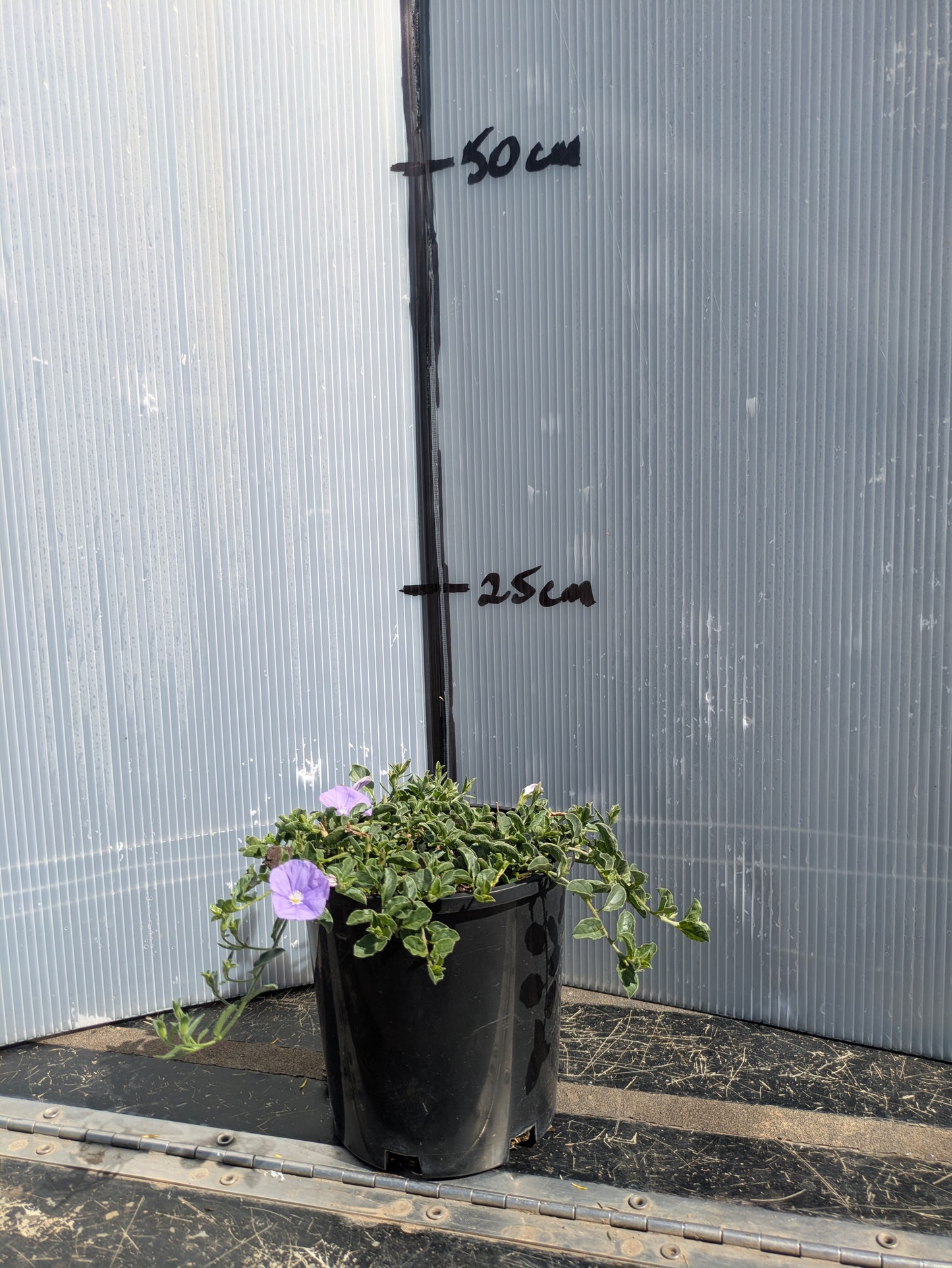 Convolvulus sabatius subsp. mauritanicus