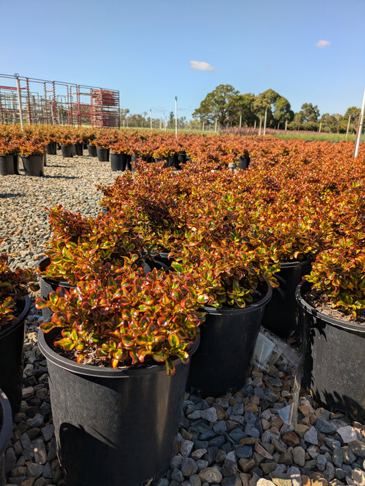 Coprosma Evening Glow