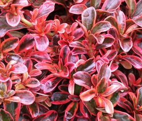Coprosma Fireburst