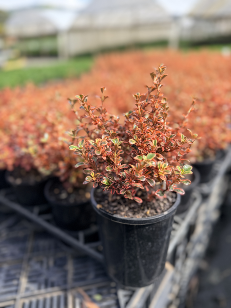 the plant broker