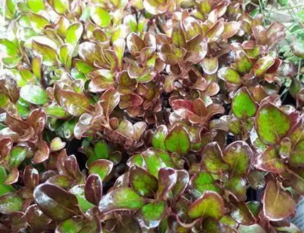Coprosma Karo Red