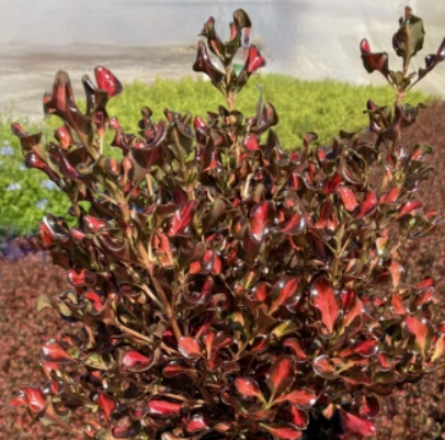 Coprosma Pacific Sunset