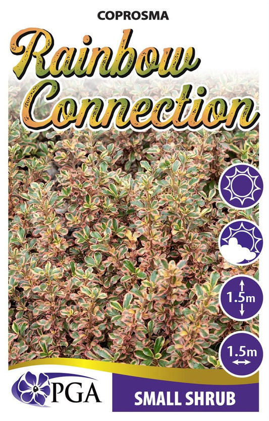 Coprosma "Rainbow Connection"
