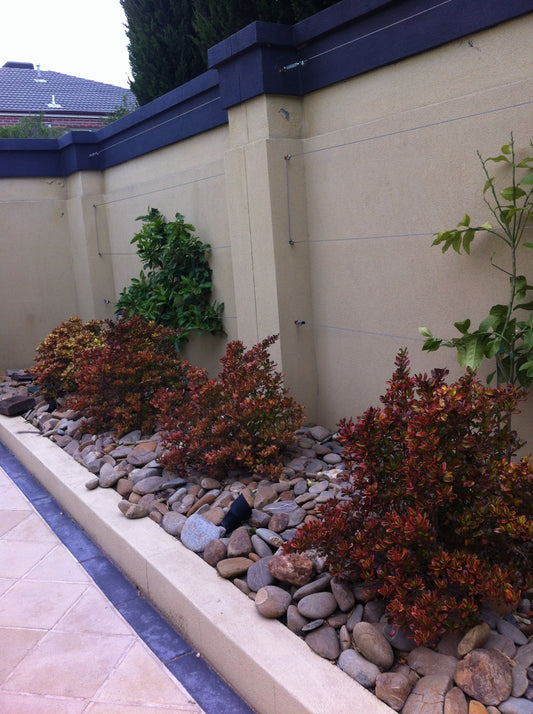 Coprosma Tequila Sunrise