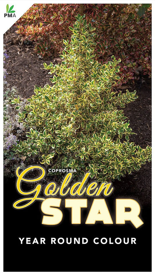 Coprosma ‘Golden Star’