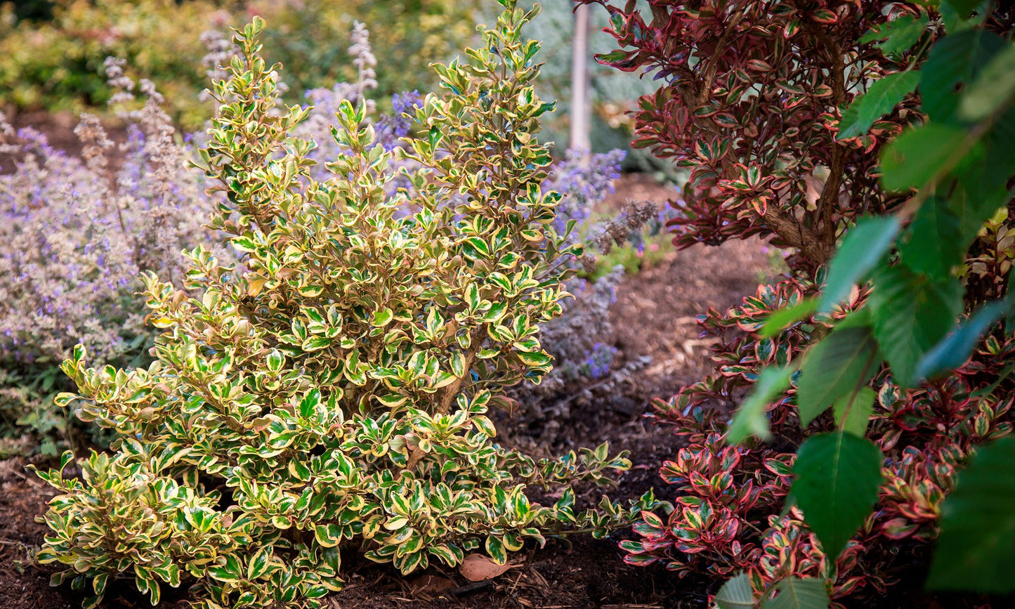 Coprosma ‘Golden Star’
