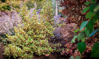Coprosma ‘Golden Star’