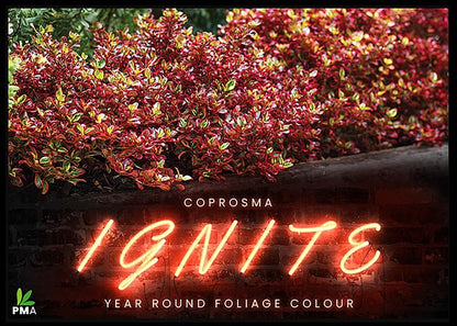 Coprosma ‘Ignite’