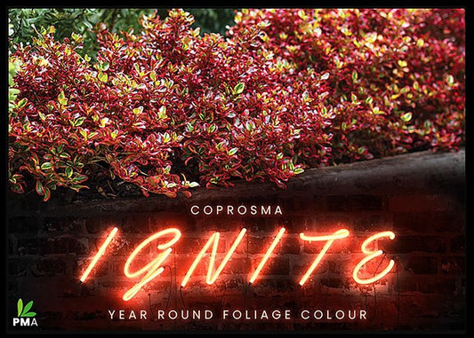 Coprosma ‘Ignite’