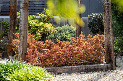 Coprosma ‘Ignite’