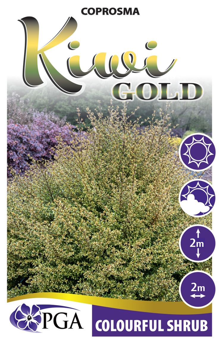 Coprosma ‘Kiwi Gold’