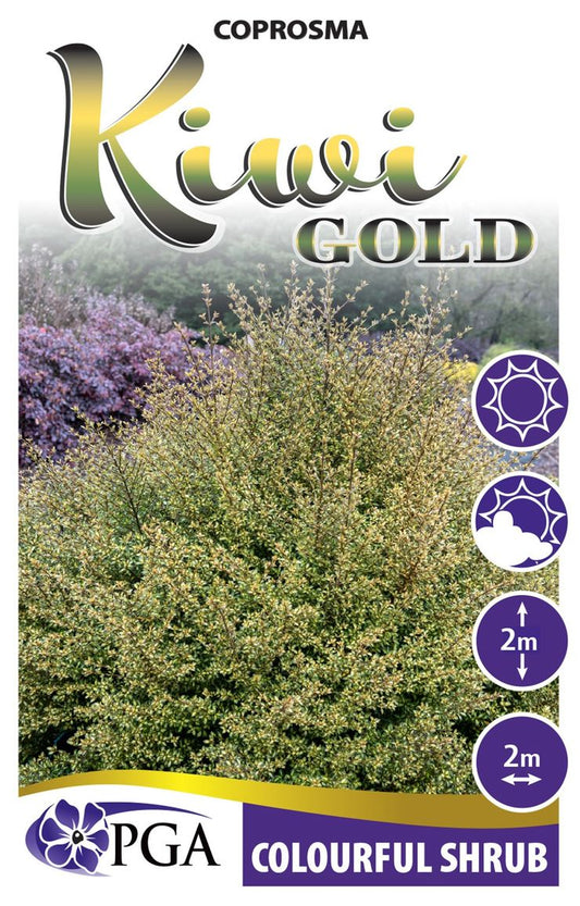 Coprosma ‘Kiwi Gold’