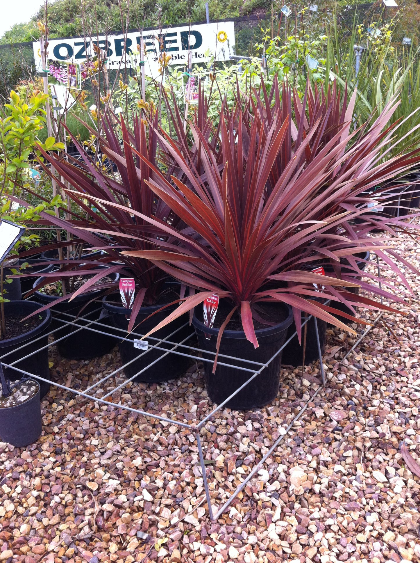 Cordyline australis Red Star