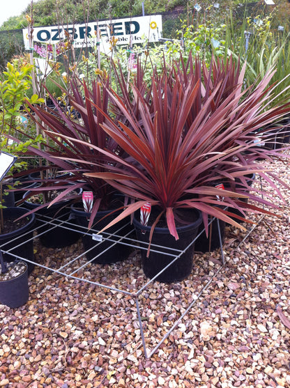 Cordyline australis Red Star