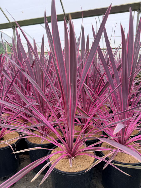 Cordyline australis Pink Passion™