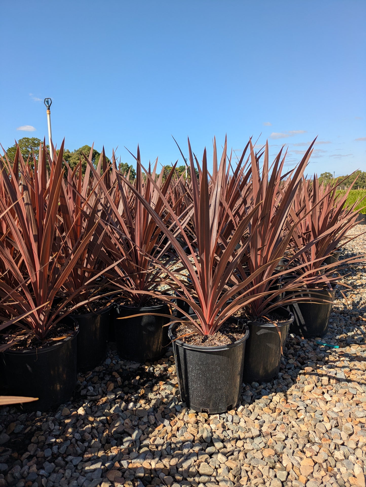 Cordyline australis Red Star