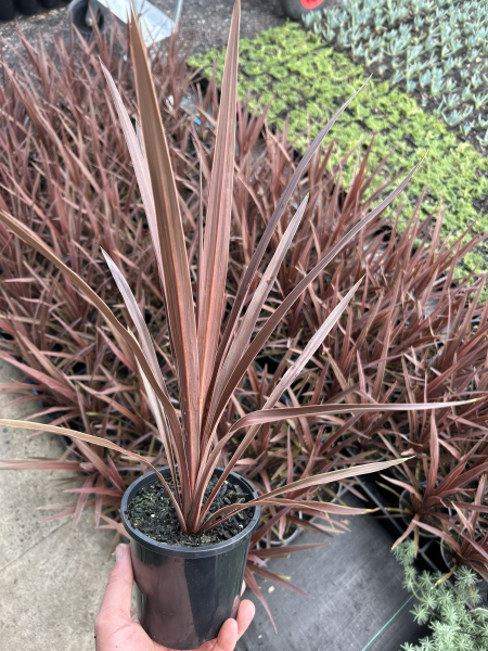 the plant broker
