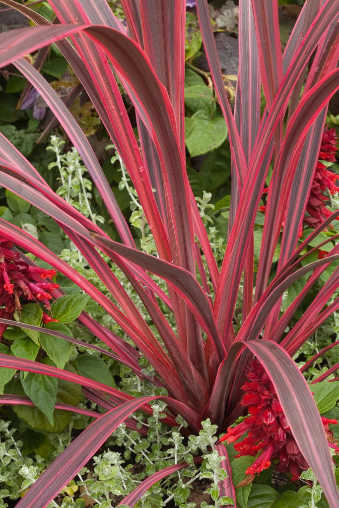 Cordyline banksii Electric Pink™ Sprilecpink