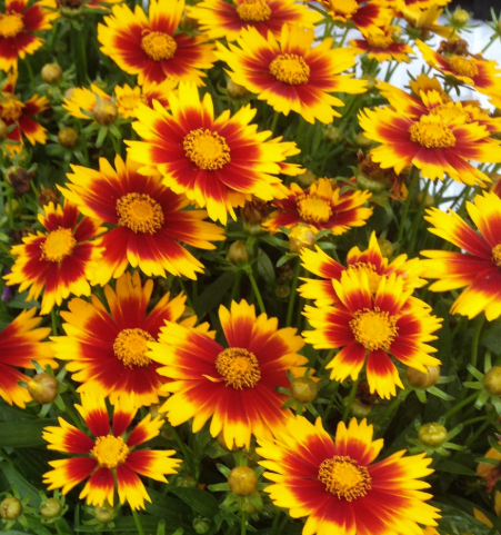 Coreopsis UpTick⢠Gold and Bronze