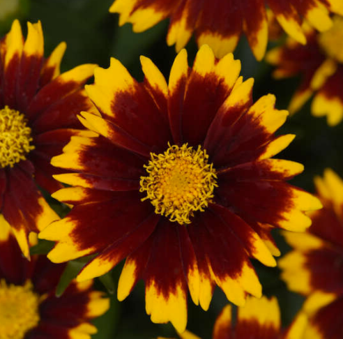 Coreopsis UpTick™ Red