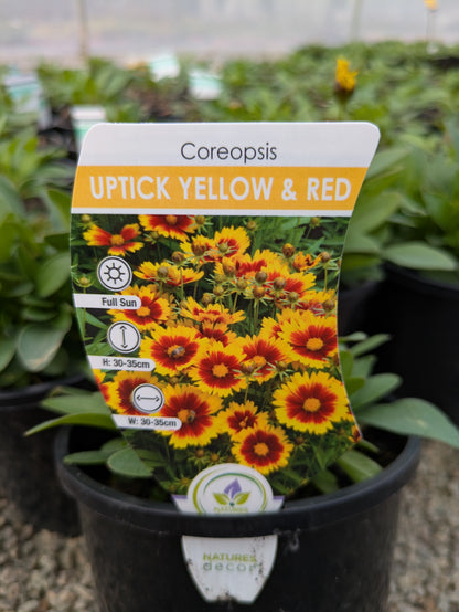 Coreopsis Uptick Yellow and Red