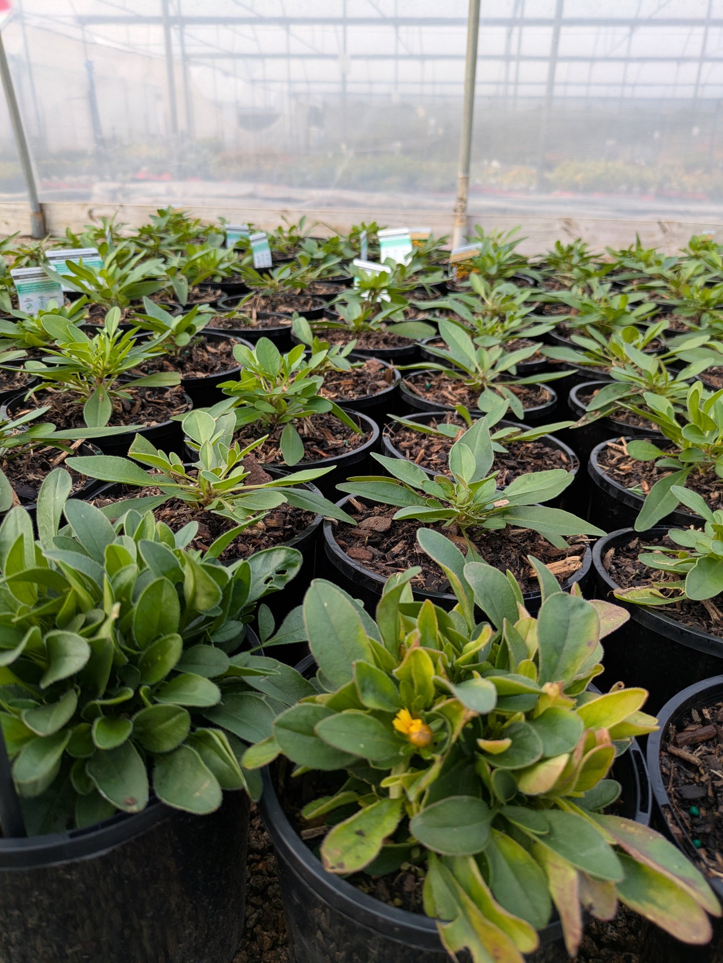 Coreopsis Uptick Yellow and Red