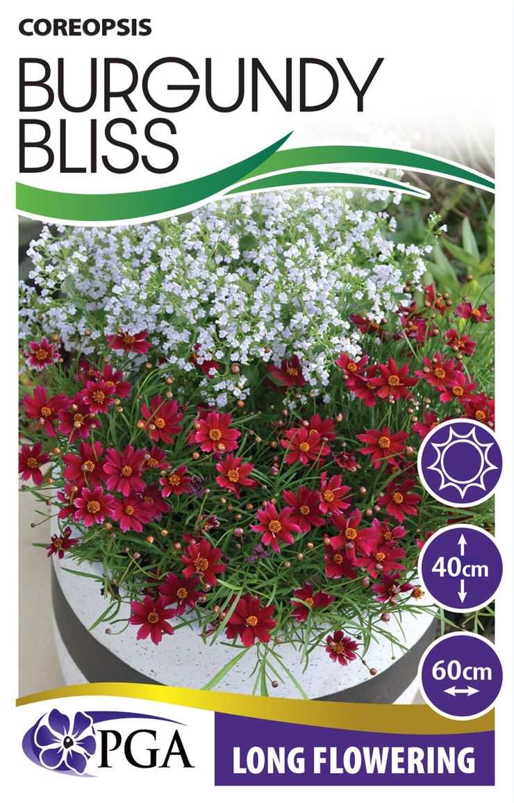 Coreopsis ‘Burgundy Bliss’