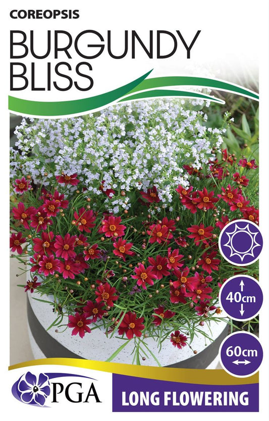 Coreopsis ‘Burgundy Bliss’