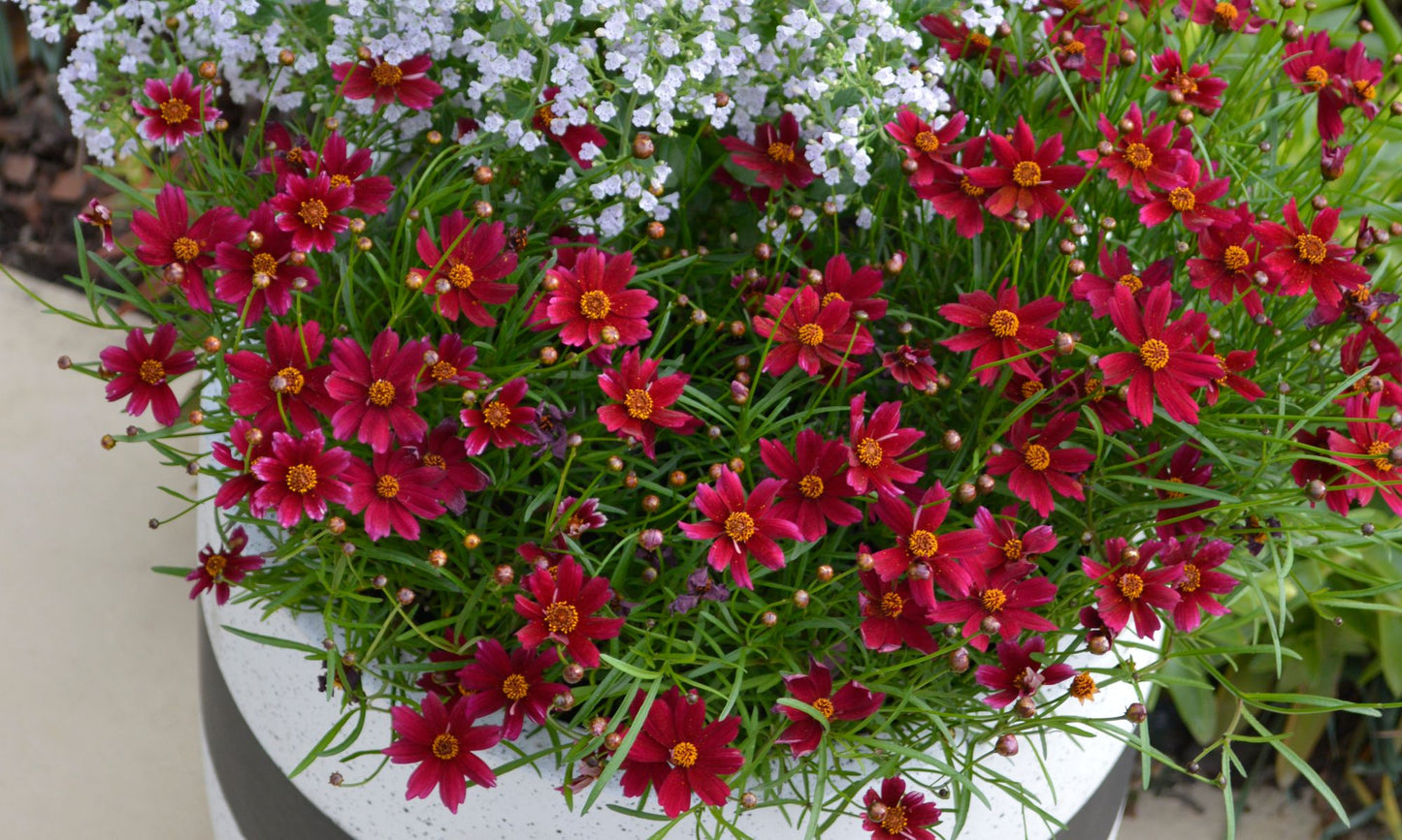 Coreopsis ‘Burgundy Bliss’