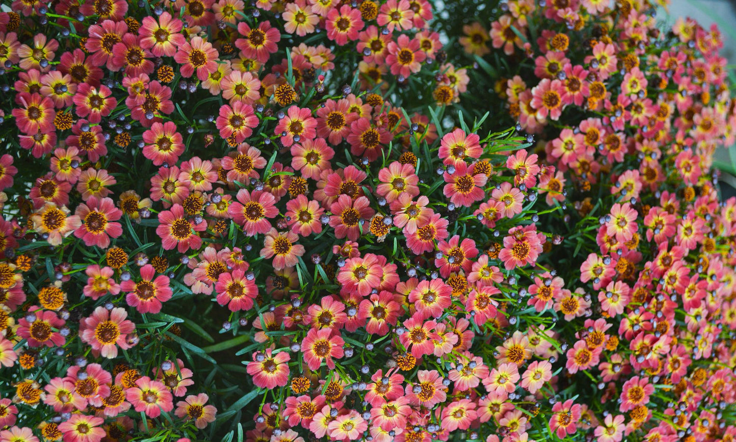 Coreopsis ‘Little Penny’