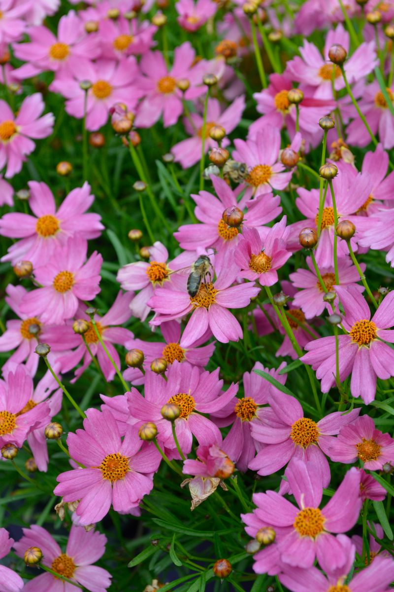 Coreopsis ‘Pink Lady’