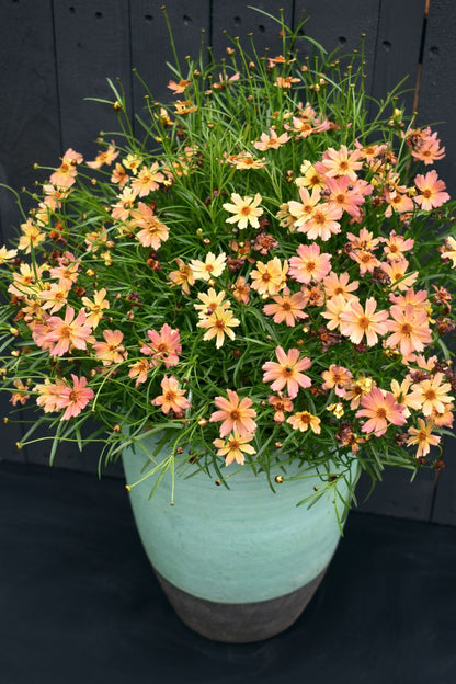 Coreopsis ‘Rum Punch’