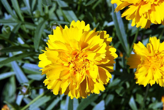 Coreopsis sunray